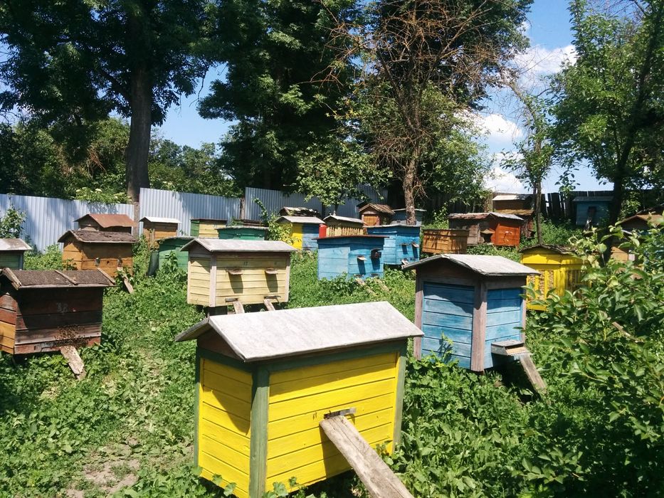 2025 Мед з власної пасіки