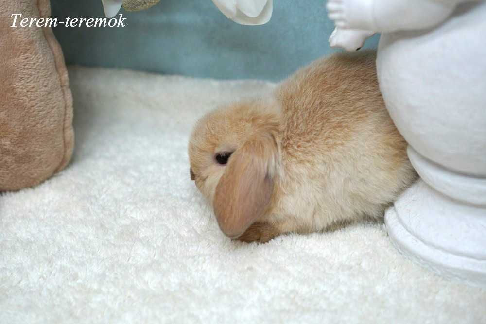 Сама маленька порода карликових кроликів у рідкістному забарвленні!