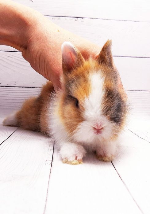 Карликовые мини кролики торчеухие и вислоухие декоративные,клетки,корм