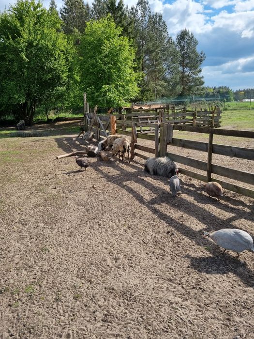 Młode owce kotne wrzosówki I kamerunki i matki z młodymi