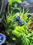 Pielęgnica Papuzia Blue Tiger