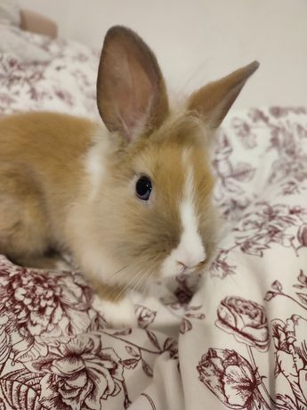 Królik lewek mini lop