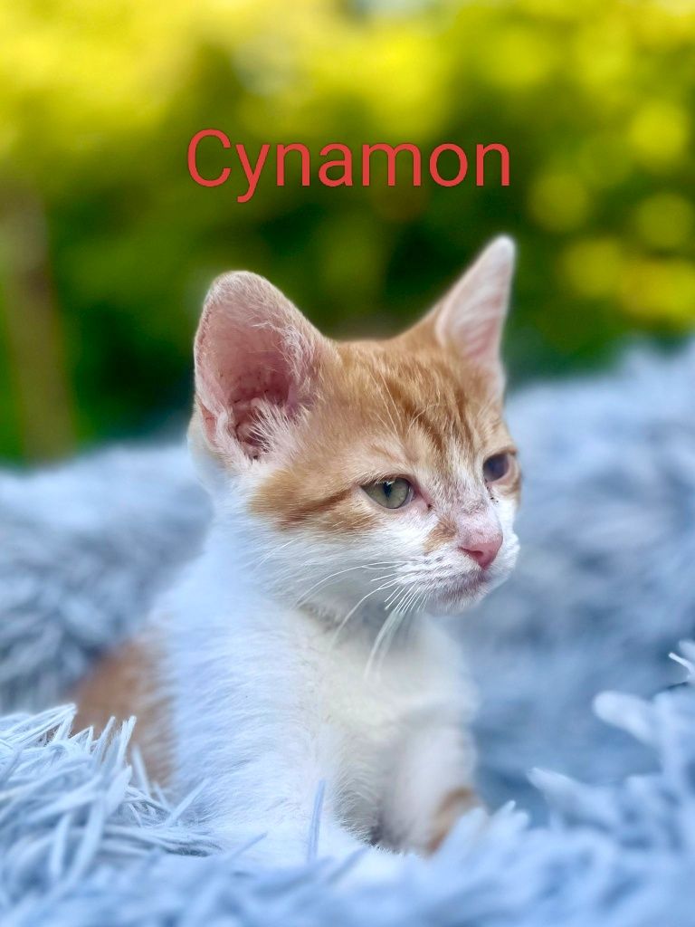 Tadzik i Cynamon polecają się do adopcji :)