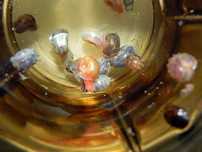 Caracóis - Planorbis ou physas limpadores de algas e detritos