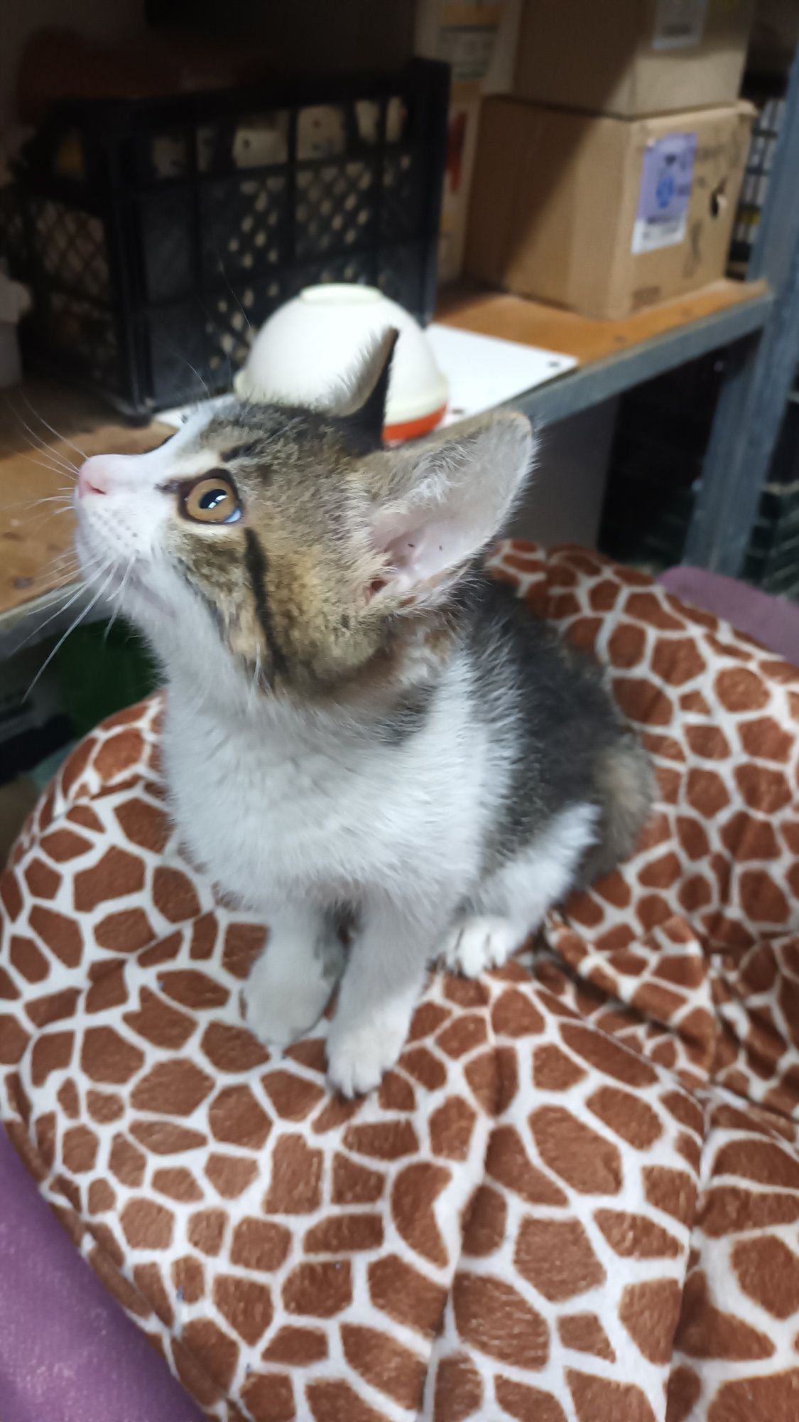 Кошеня хлопчик 2 міс