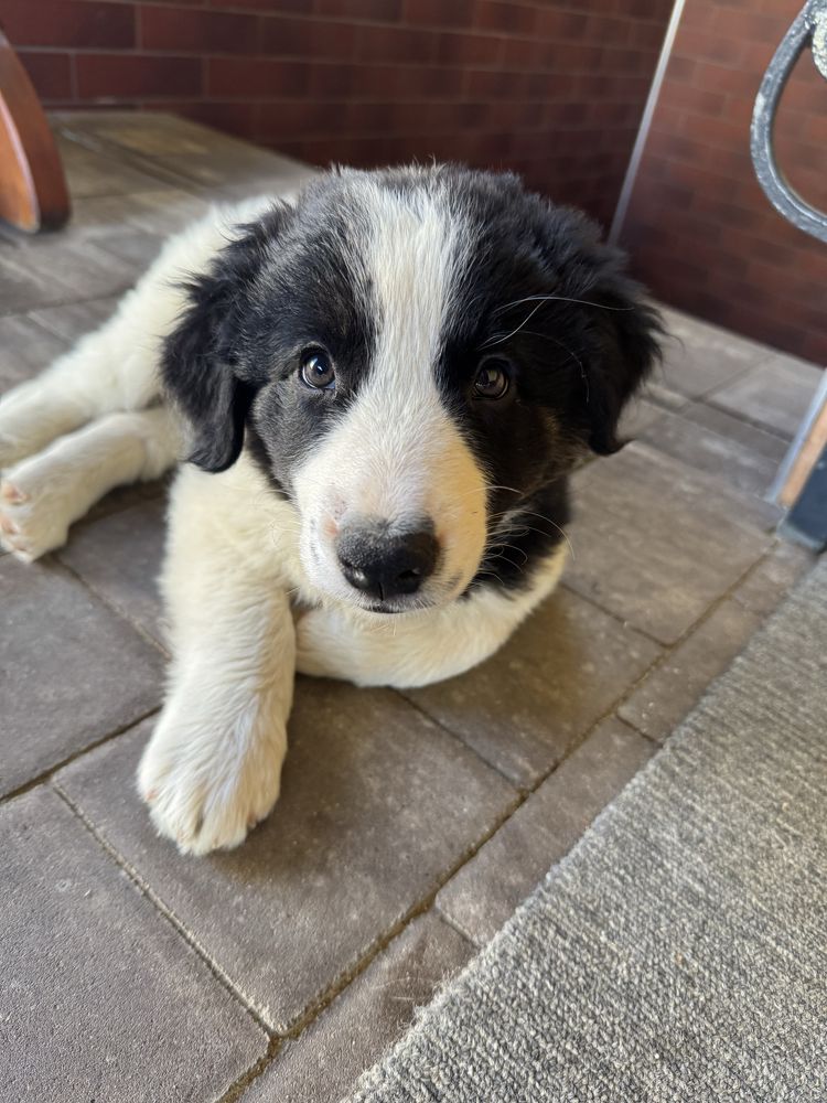 Piesek Border Collie czarno-bialy.gotowy do odbioru