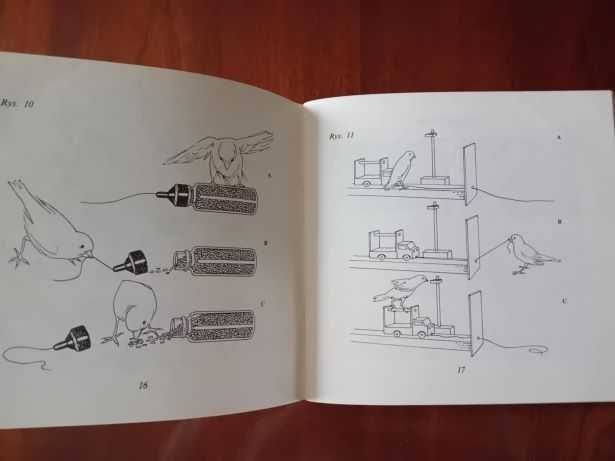 Korczak Jadwiga – Kanarki