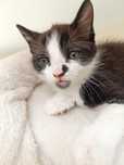 Gatinho para adoção em Viseu