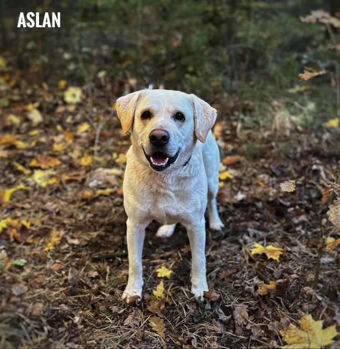 Labrador biszkoptowy 2 letni aktywny adopcja za darmo oddam