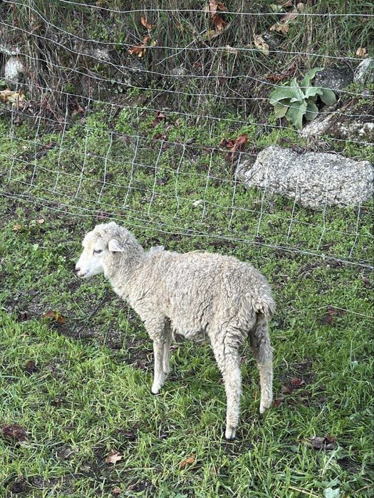 Ovelha anã 11 meses