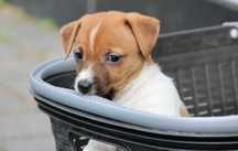 Piękna suczka Jack Russell Terrier z hodowli "BREFIO" /bad. genetyczne