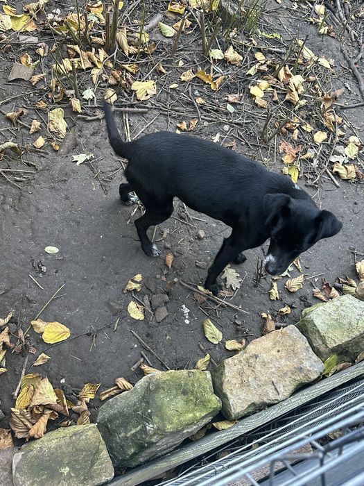 Oddam kundelka w dobre rece