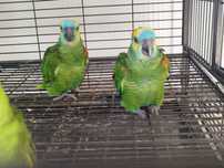 Amazona aestiva aestiva