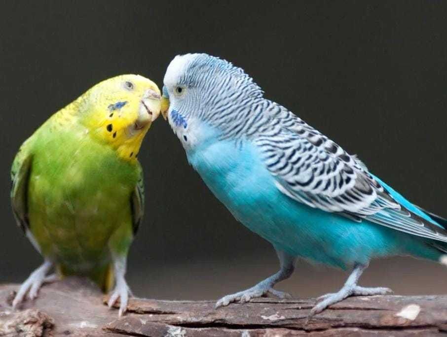 Casal de Periquitos