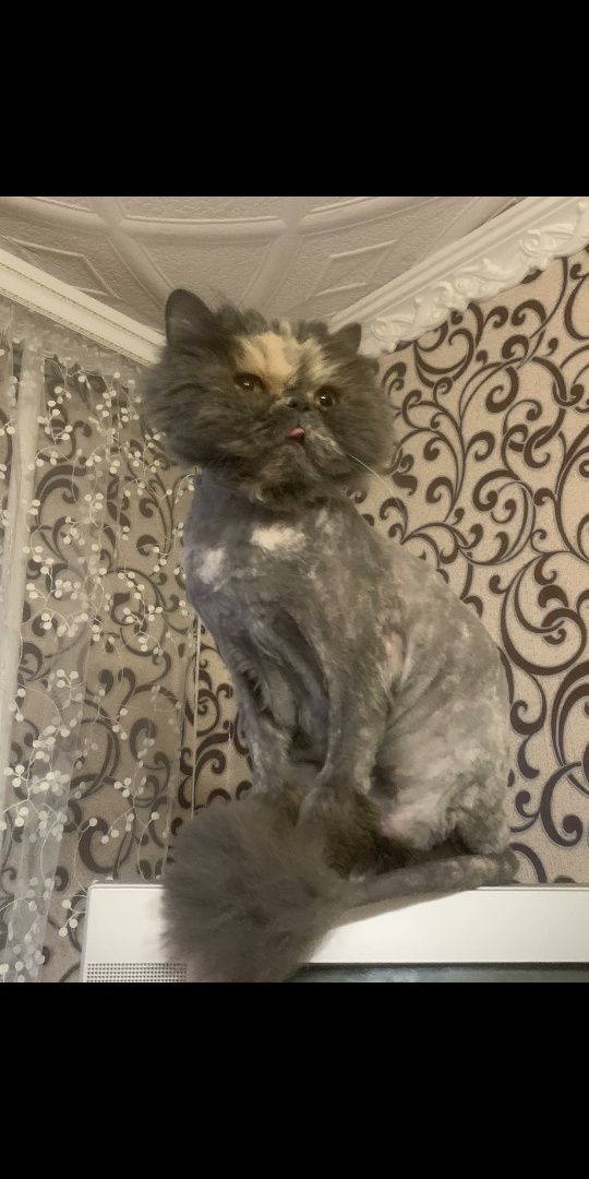 Сезонна стрижка котиків