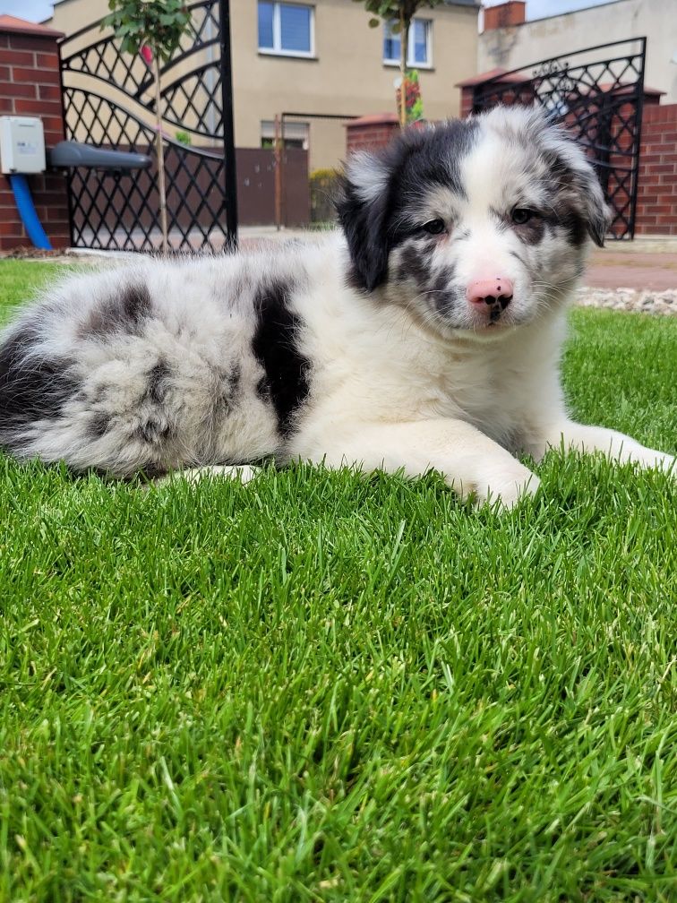 Border Collie Piesek Śliczny Merle Fikus