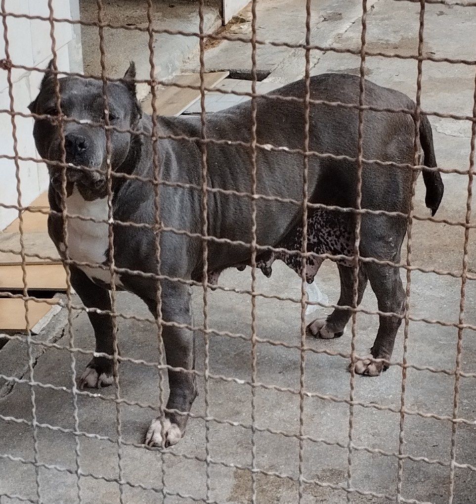 American Staffordshire Terrier