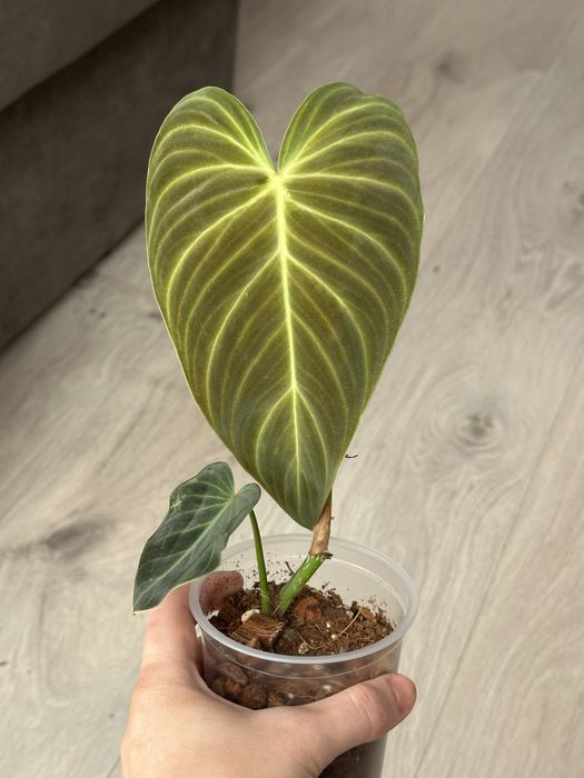 Philodendron Splendid / Філодендрон Сплендід