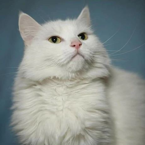 Отдам белую глухую пушистую кошку породы турецкая ангора,3 года,привит