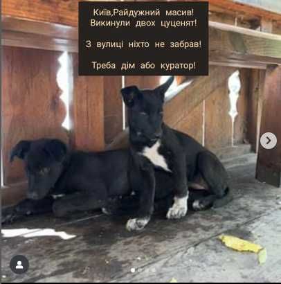 Двоє маленьких цуценят викинуті напризволяще…