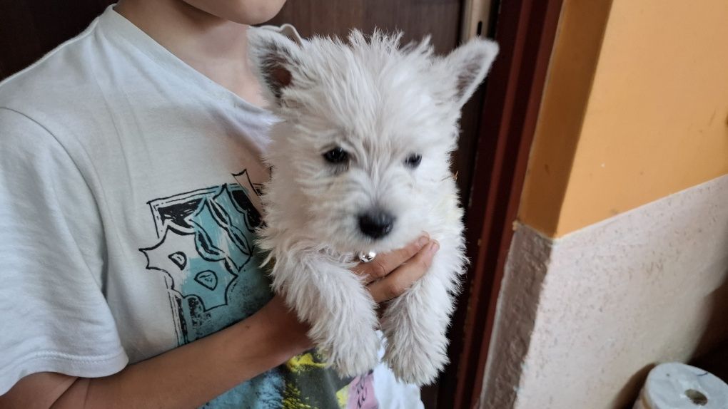 West highland white terrier