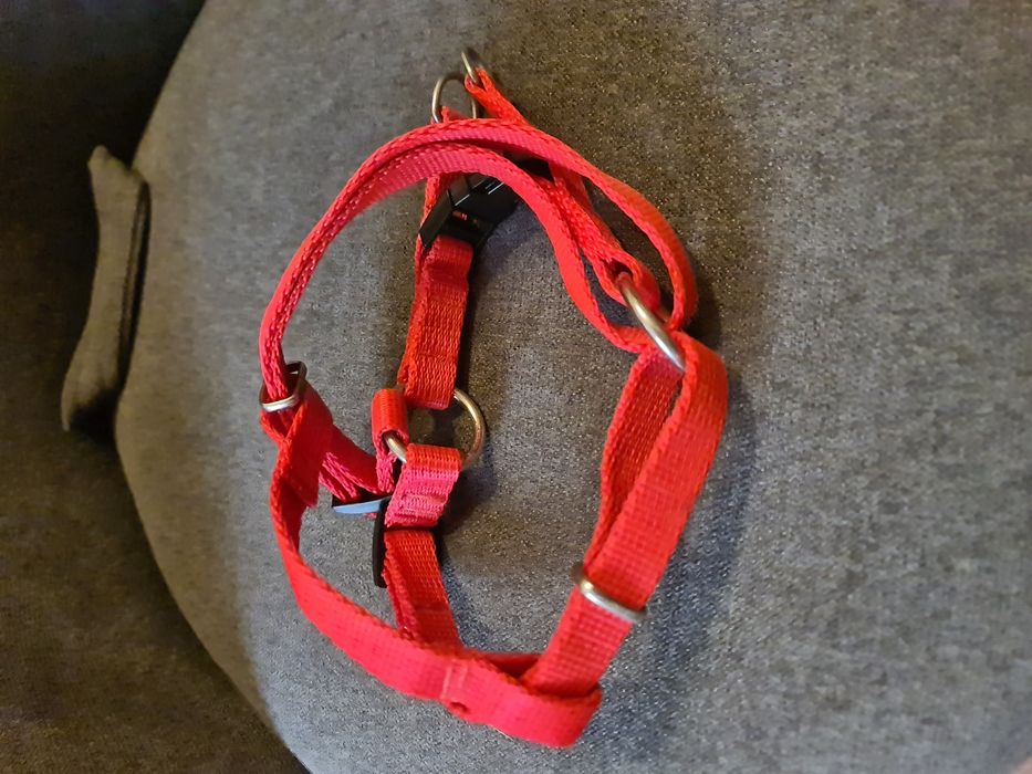 Szelki czerwone z regulacją M