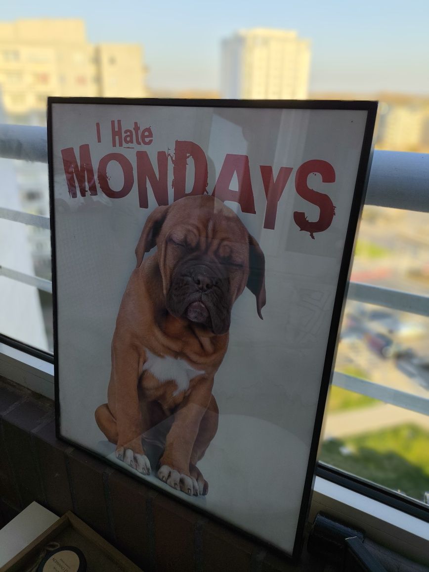 Obraz Antyrama I Hate Mondays Ramka 50x40 Pies Rama Plakat
