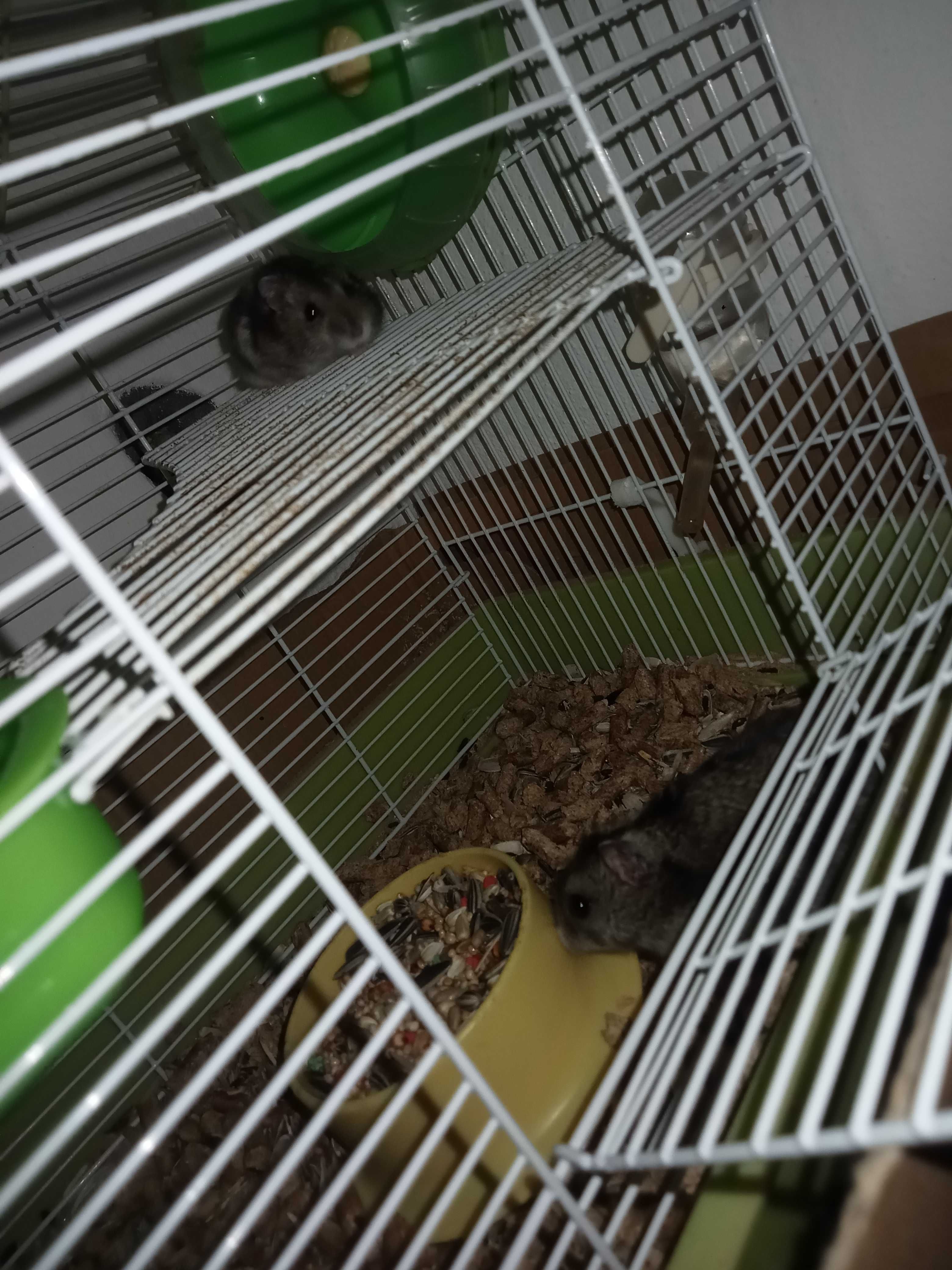 Vários hamsters disponíveis
