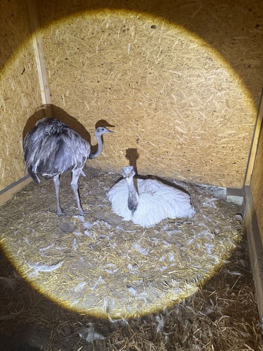 Sprzedam Emu  i Nandu