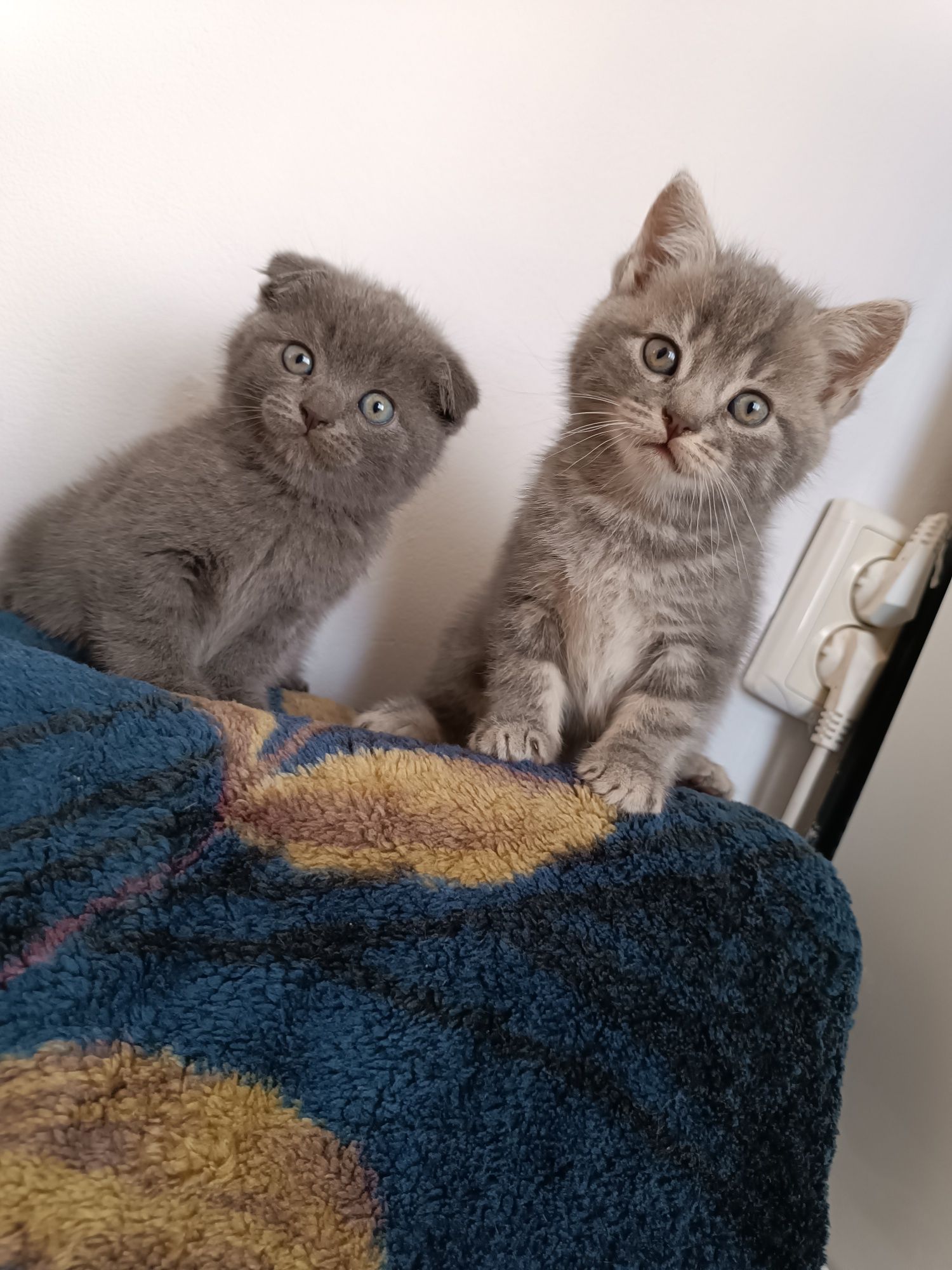 Продаю прекрасних котиків