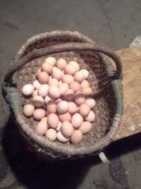 Jajka wiejskie z transportem