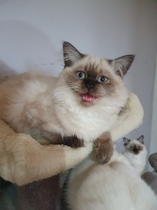 Kocurek długowłosy czekoladowy point