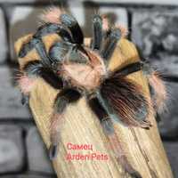 Паук - птицеед Брахипельма Эмилия (Brachypelma emilia), самец 4 см