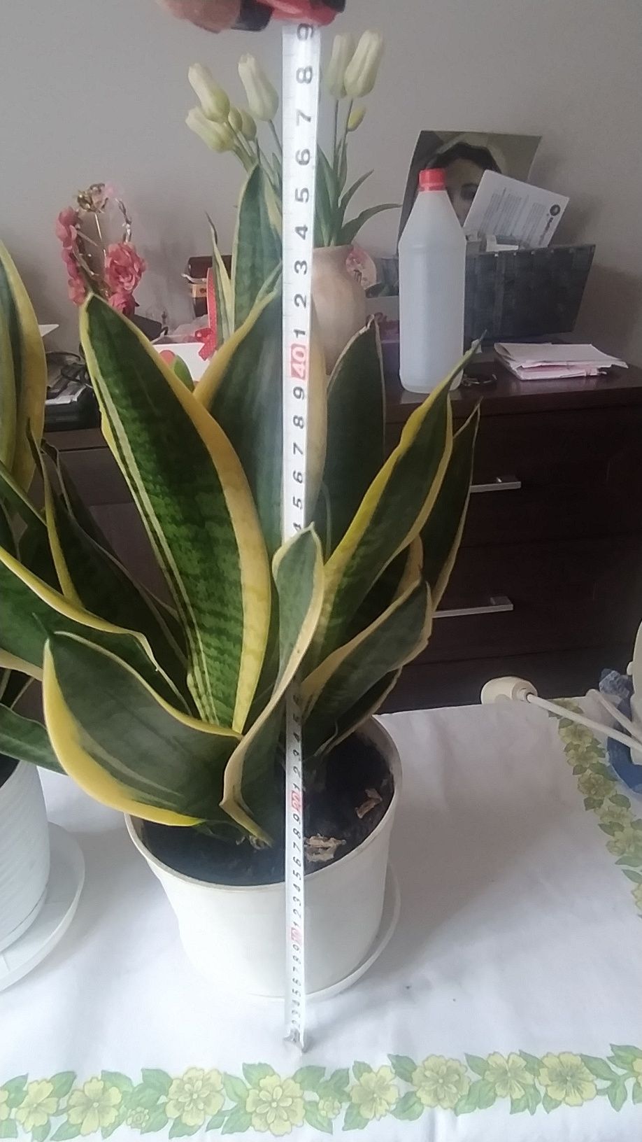 Kwiaty sansewieria 2szt