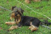 York terrier piesek
