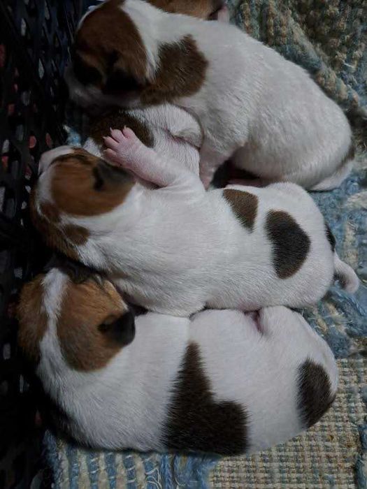 Jack Russel de Top de linhas importadas