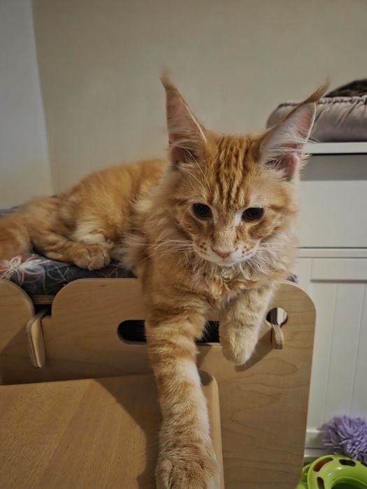 Kocurek Maine Coon