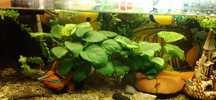 Anubias barteri do akwarium