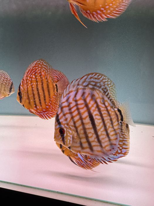 Peixes DISCUS saudáveis