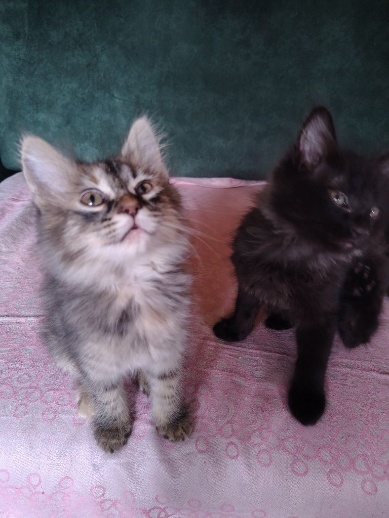 Котята в добрые руки.