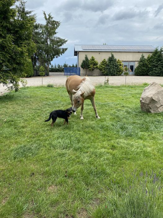 Sprzedam pięknego konia-bryczka gratis