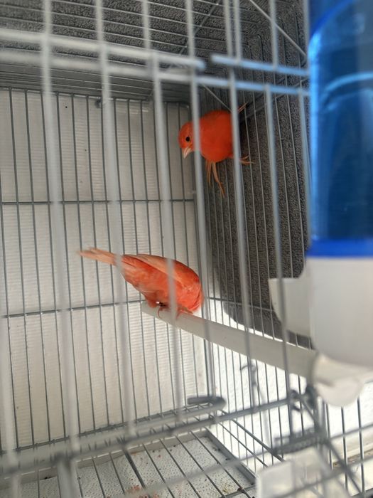 Canarios vermelhos nevado e intenso