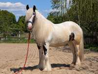 Klacz Tinker 6 lat