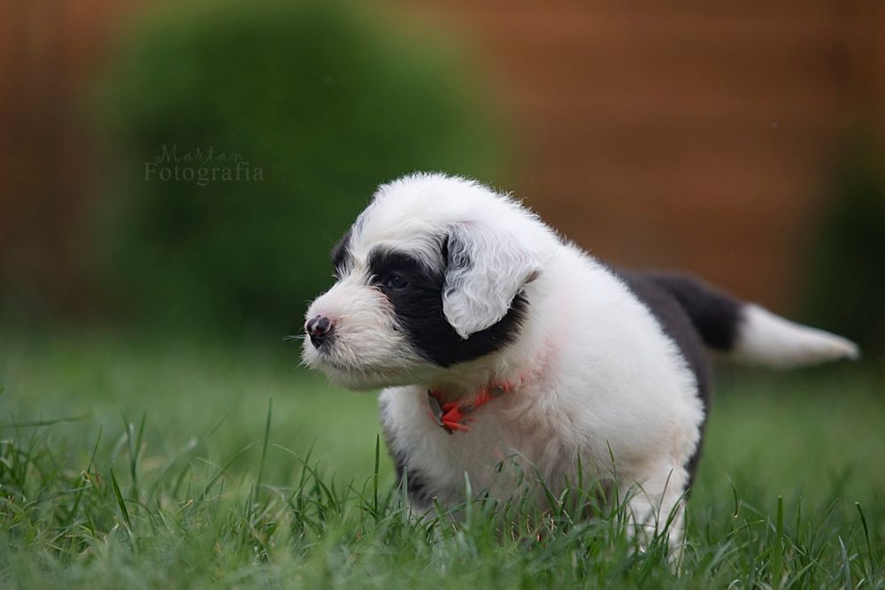 Owczarek Staroangielski Bobtail Piesek 3