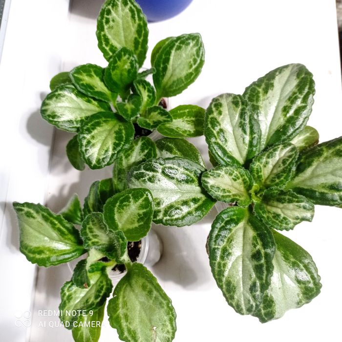 Примулина Destyni