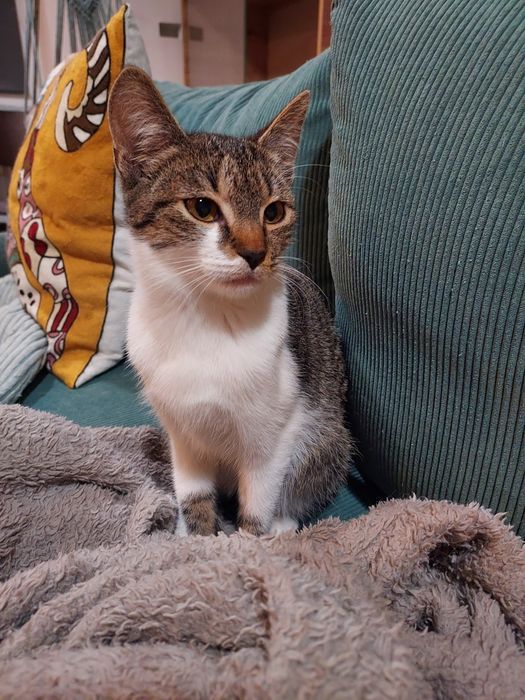 Cudowne rodzeństwo do adopcji