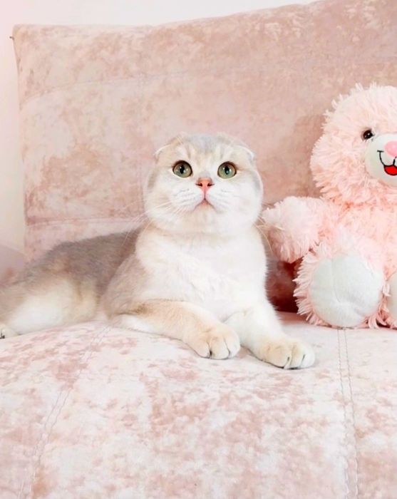 Блакитне золото шиншила хлопчик красунчик шотландик