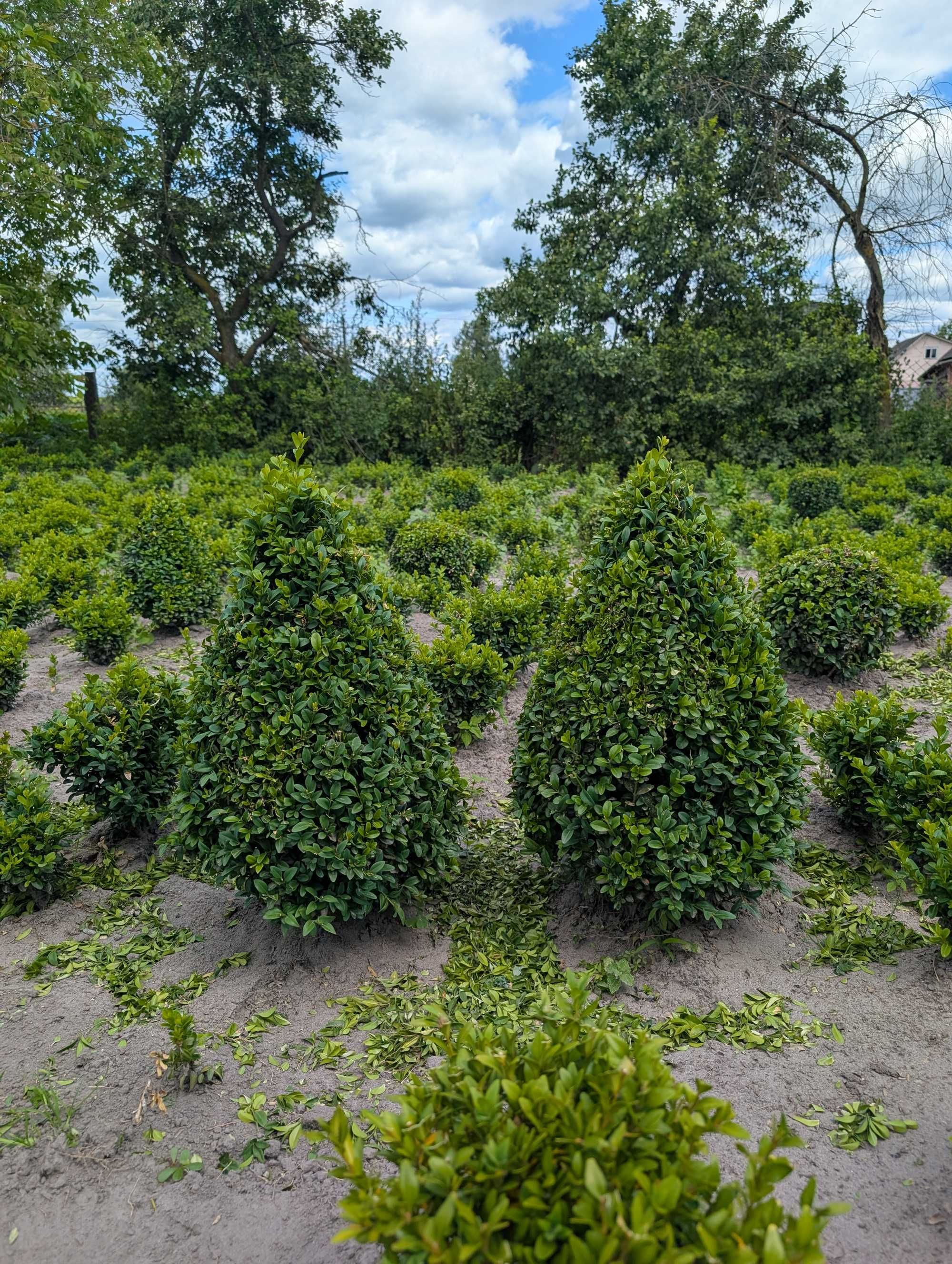 Самшит бордюрний, ТОПІАРНІ ФОРМИ, КУЛЯ, КОНУС, туя Смарагд та ін.