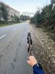 Pet sitting | cuidadora de animais