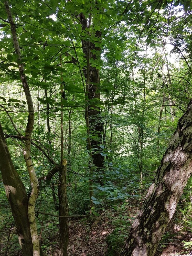 Las, Działka leśna, Brzeziny Podkarpackie, 1,78 ha